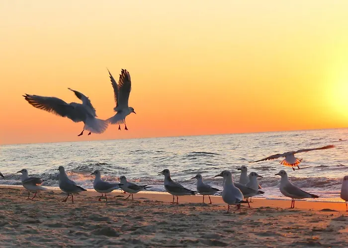 Baltic 51 - Sunny Side Baltic Trzęsacz